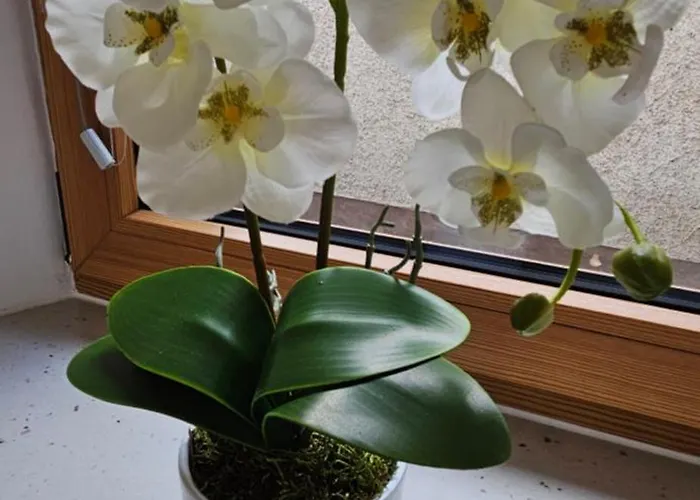 Apartamento Appprusnik